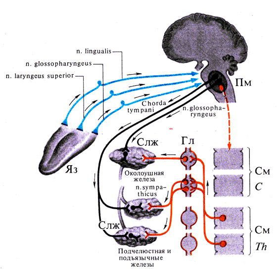 Слюноотделение дуга. Регуляция слюноотделения схема. Схема регуляции слюнных желез. Схема процесса слюноотделения. Рефлекторная дуга регуляции слюноотделения.