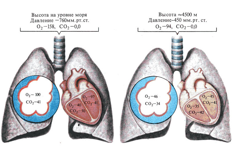 Кислород вдыхаемый воздух выдыхаемый воздух. Кислород в легких. Состав вдыхаемого и выдыхаемого воздуха рисунок. Количество углекислого газа в легких. Сколько кислорода в легких.