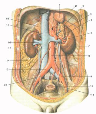 Почки У Человека Расположение Фото Женские