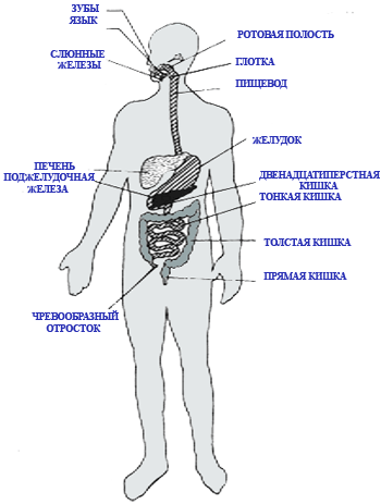 Части тела человека впр 4 класс окружающий. Внутренние органы человека ВПР. Схема органов человека в полный рост для детей. Внутренние органы пищеварения человек в полный рост. Строение тела человека ВПР.